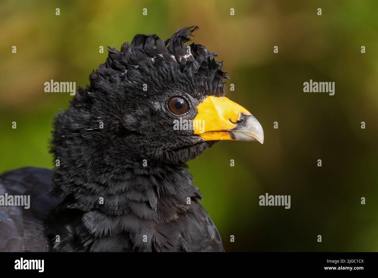Black Curassow - Crax alector, black beautiful ground bird from South American forests and woodlands, Amazonia, Brazil. Stock Photo