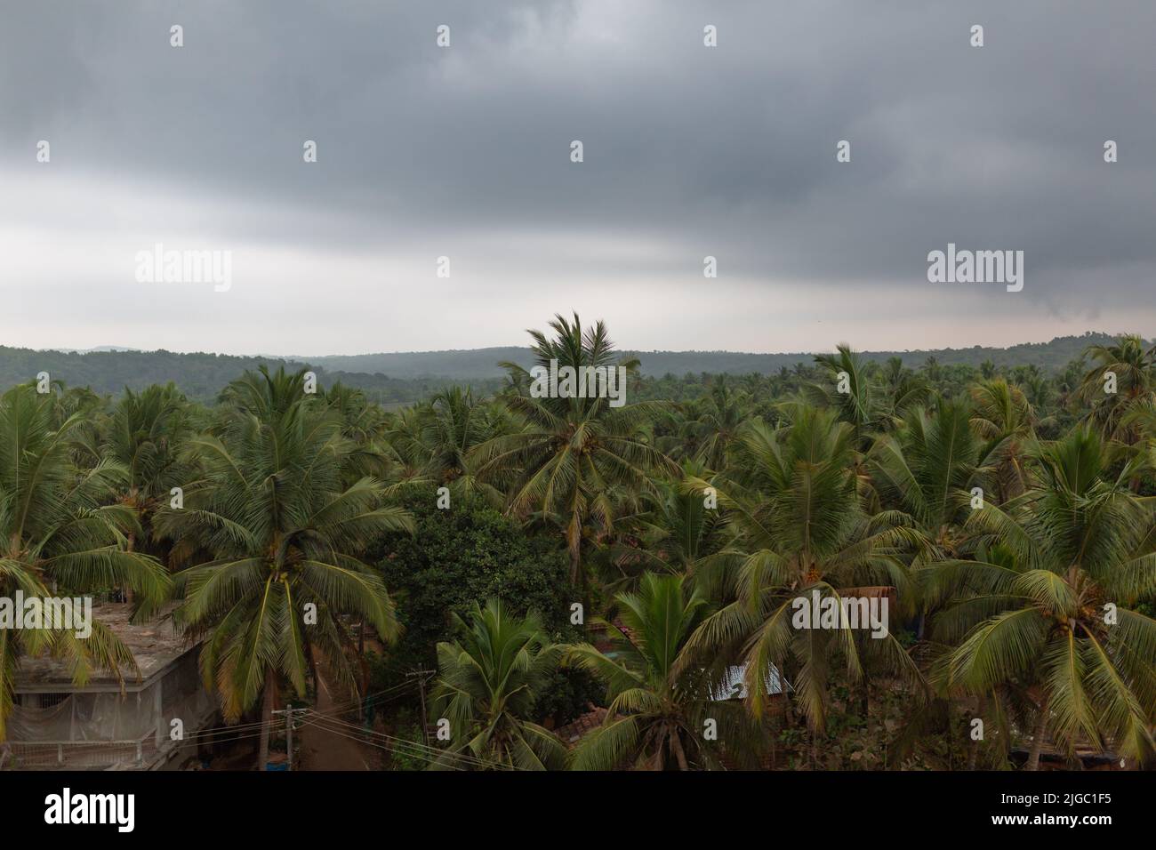 Anjuna beach palms trees goa hi-res stock photography and images - Alamy