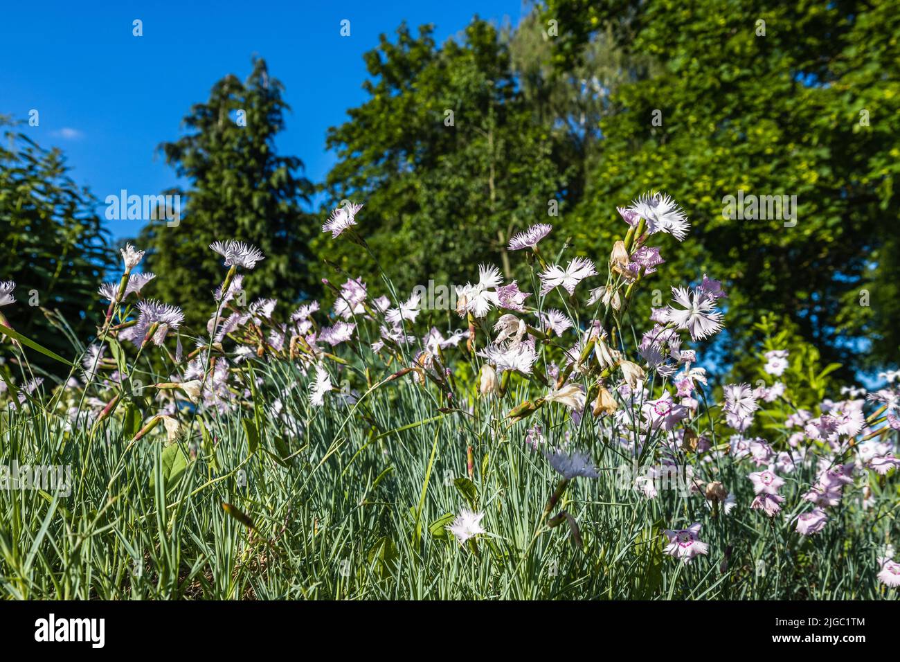 Dianthus Plumarius flowers bloom in the summer garden Stock Photo