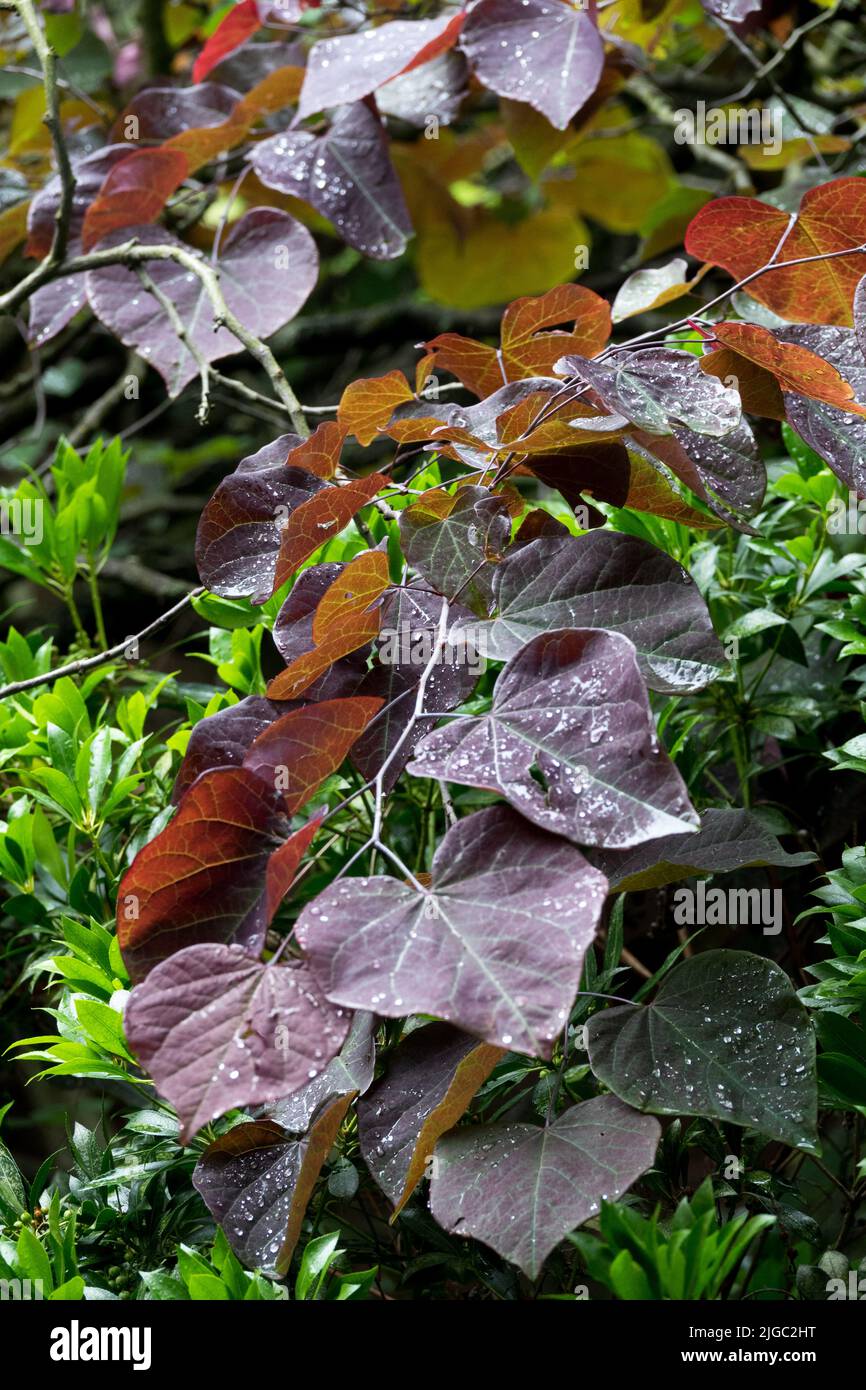 Purple Leaves, Redbud Tree, Cercis canadensis 'Forest Pansy' Stock Photo