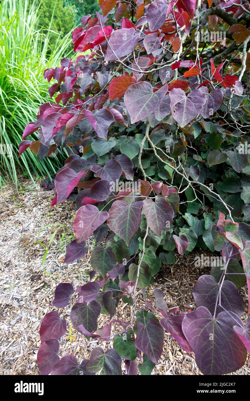 Cercis 'Forest Pansy' tree in garden Stock Photo
