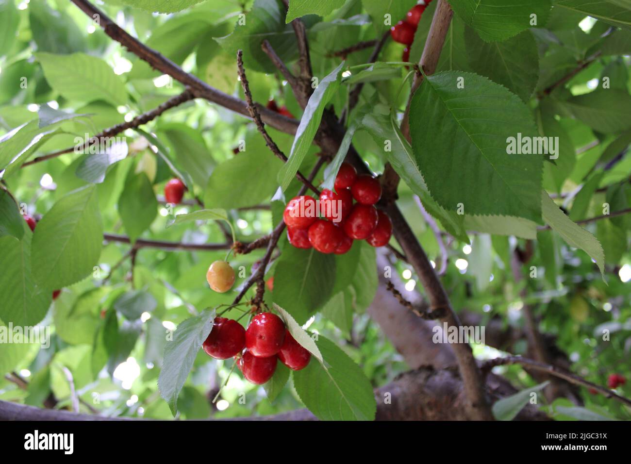fruit picking at a cherry farm Stock Photo Alamy