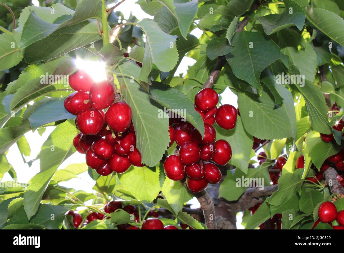 Cherry fruit tree red sweet hi-res stock photography and images - Alamy