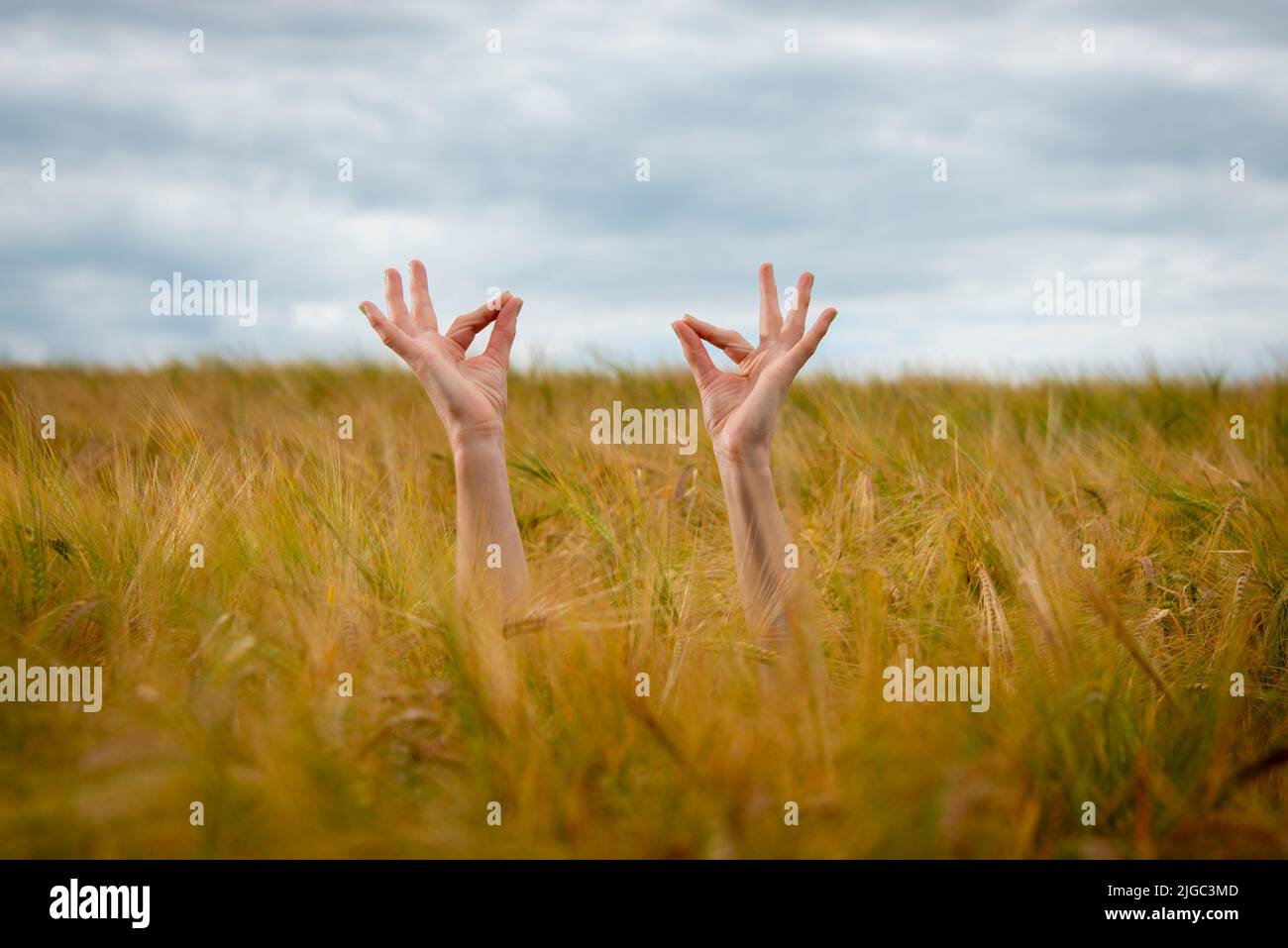 Yogi hands exercising yoga in a field Stock Photo
