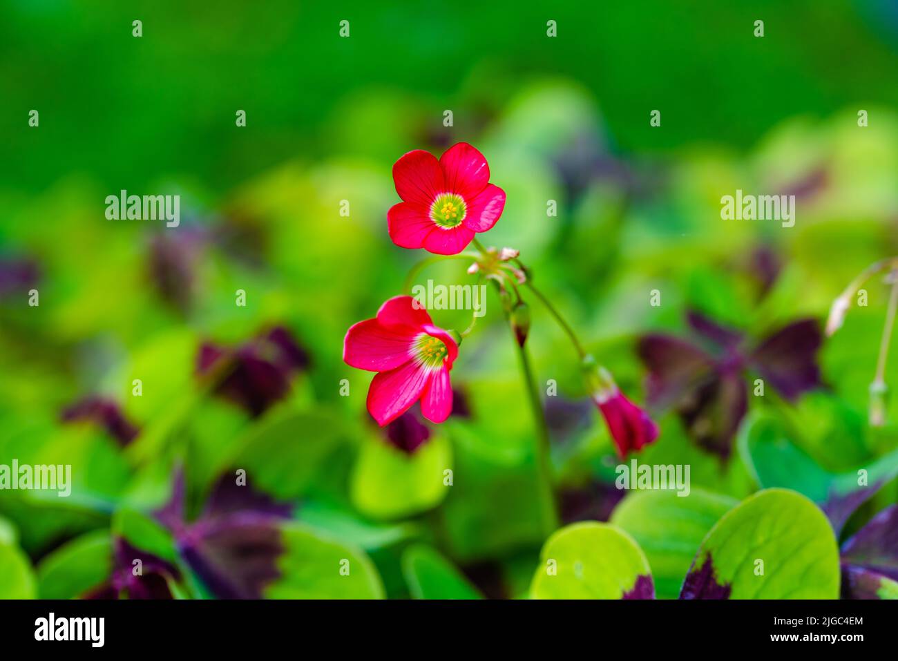 Oxalis is a large genus of flowering plants in the wood-sorrel family Oxalidaceae, comprising over 550 species. The genus occurs throughout most of th Stock Photo