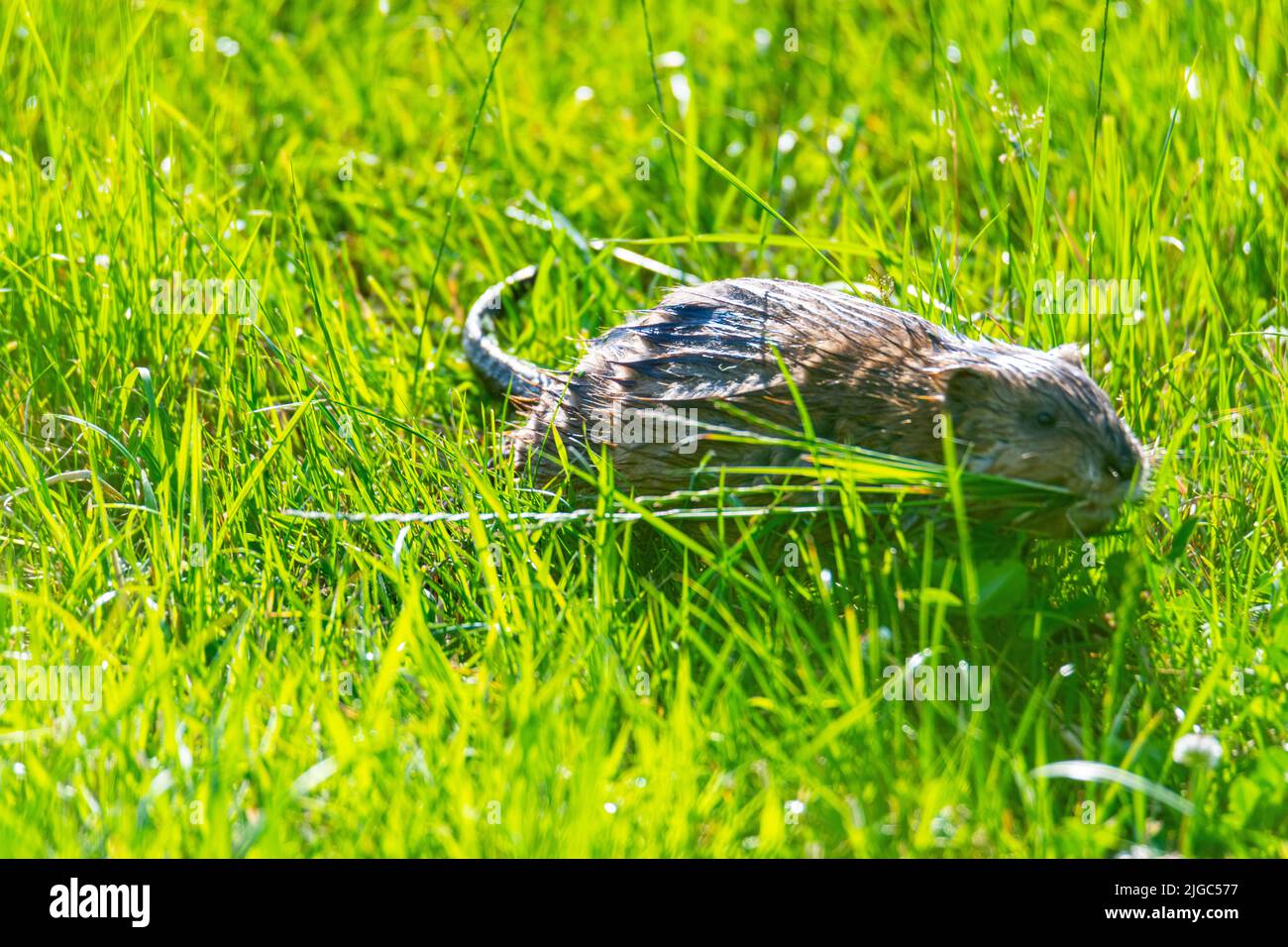 A  muskrat in a green field in the middle of the sun, looking for food Stock Photo