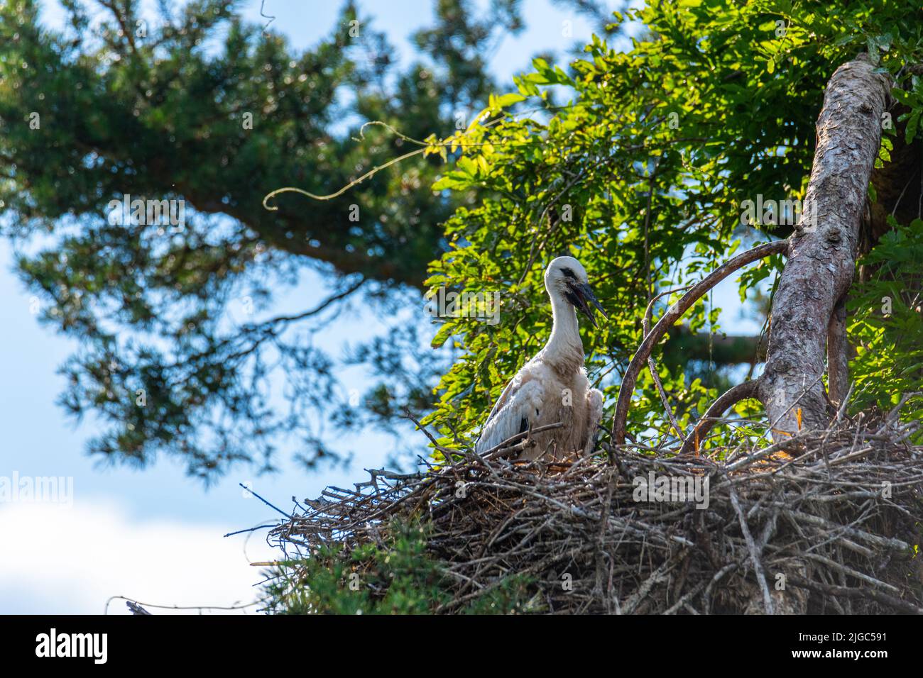 young  storks in a nest high up in the tree on a nice summer day Stock Photo