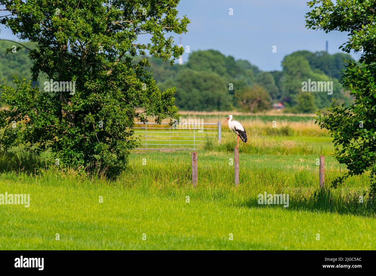 a  stork stands on a fence post in the middle of the fields Stock Photo