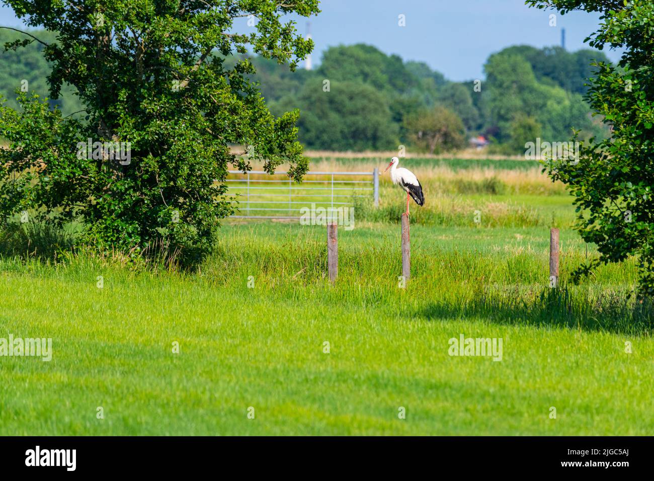 a  stork stands on a fence post in the middle of the fields Stock Photo