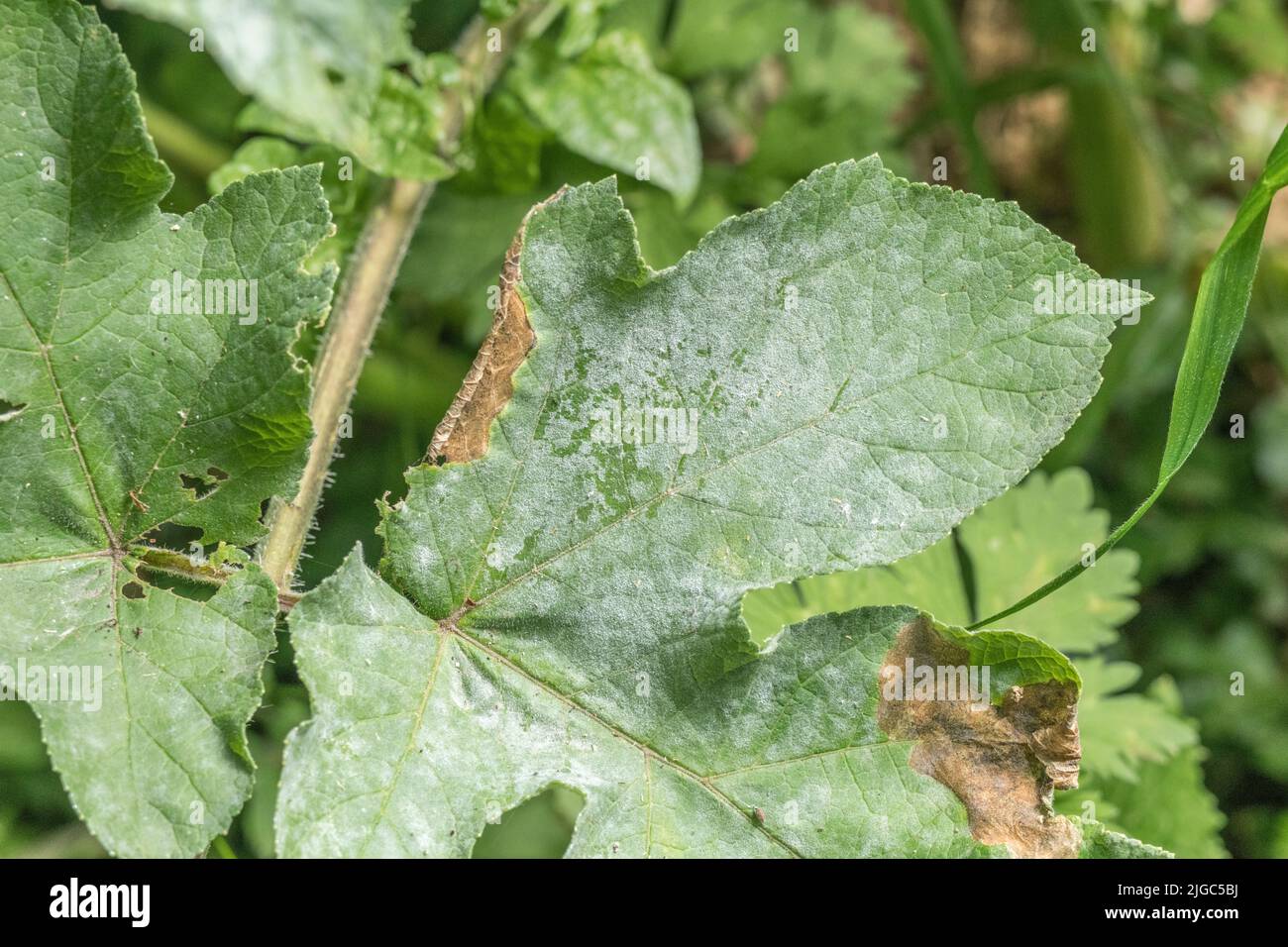 Hogweed / Heracleum sphondylium leaf covered in powdery white mildew. For plant health, diseased plants. Stock Photo