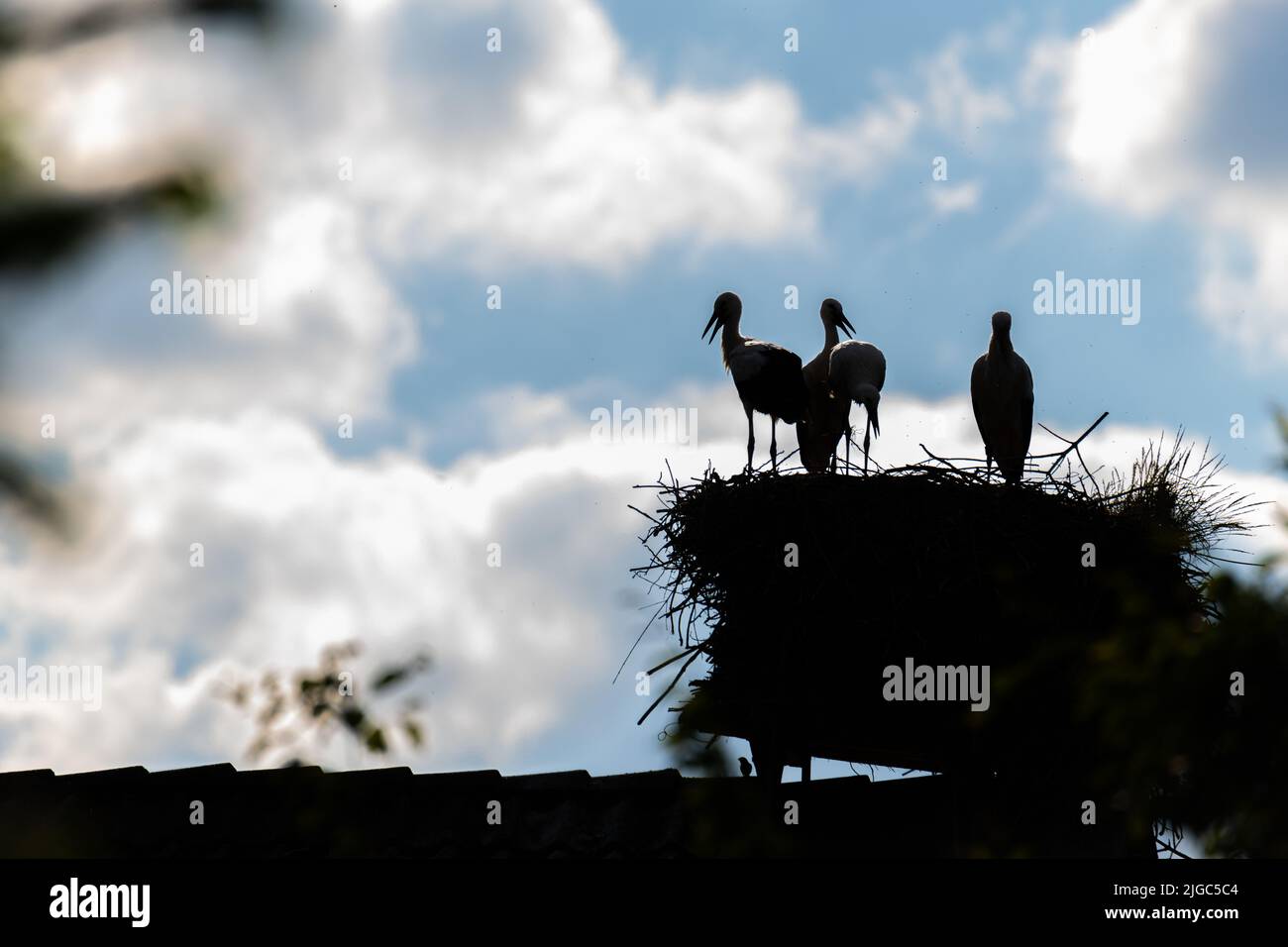 young  storks in a nest high up in the tree on a nice summer day Stock Photo