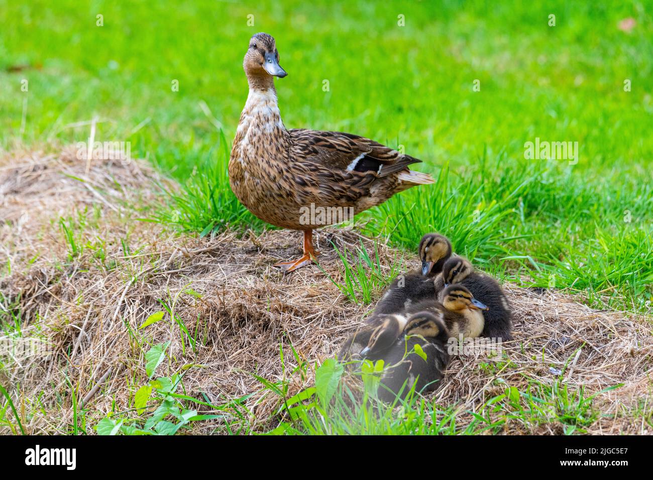 a mother  duck with her ducklings in the great outdoors by a stream Stock Photo