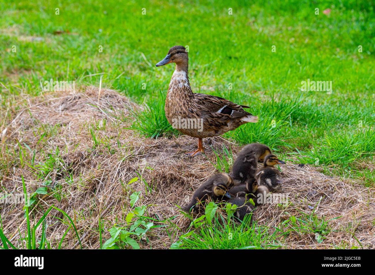 a mother  duck with her ducklings in the great outdoors by a stream Stock Photo