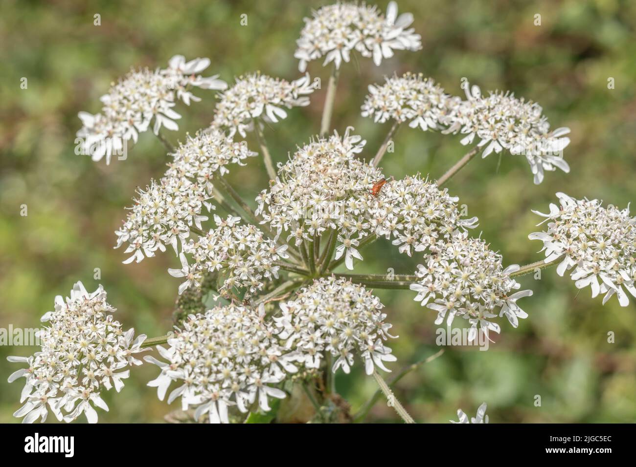 Flowers of Hogweed / Heracleum sphondylium with small foraging Common Red Soldier Beetle / Rhagonycha fulva.a UK Longhorn Beetle. Insects UK. Stock Photo