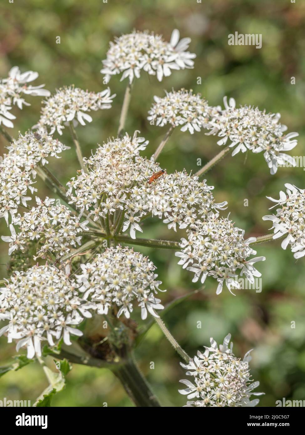 Flowers of Hogweed / Heracleum sphondylium with small foraging Common Red Soldier Beetle / Rhagonycha fulva.a UK Longhorn Beetle. Insects UK. Stock Photo