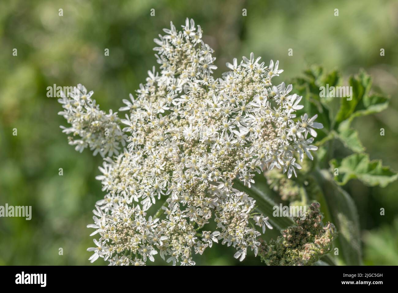 Flowering heads of Umbellifer known as Hogweed / Cow Parsnip / Heracleum sphondylium Common weed, the sap of which may blister skin in sunlight. Stock Photo