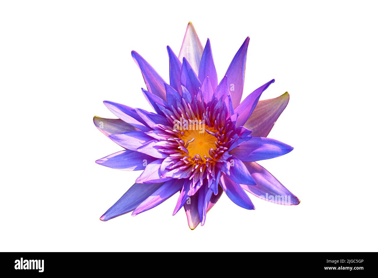 The topview of a Lotus flower bulb isolated on the white background