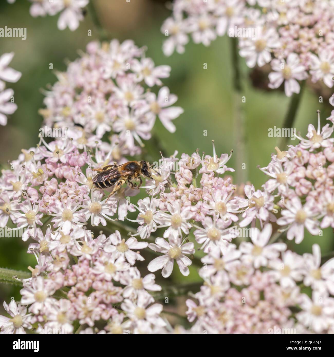 Bee-like flying insect foraging feeding on white Hogweed / Heracleum sphondylium flowers. Insects UK. Cow parsley family. Stock Photo
