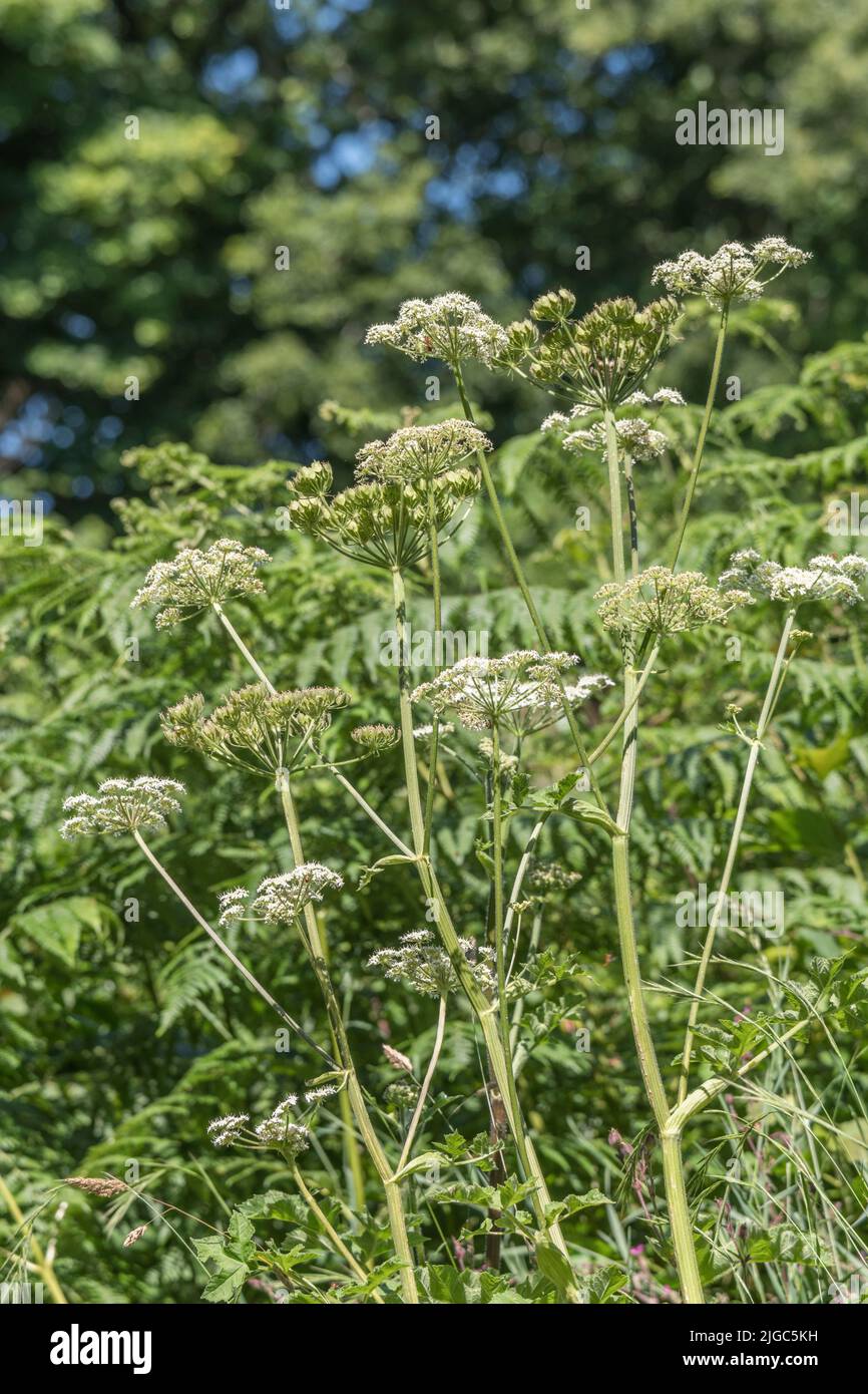 Flowering Umbellifer known as Hogweed / Cow Parsnip / Heracleum sphondylium standing tall. Common weed, the sap of which may blister skin in sunlight. Stock Photo
