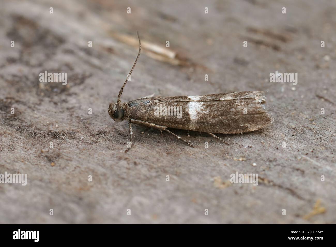 Detailed closeup on a small Pyralidae moth, the white striped Elegia similella sitting on wood Stock Photo