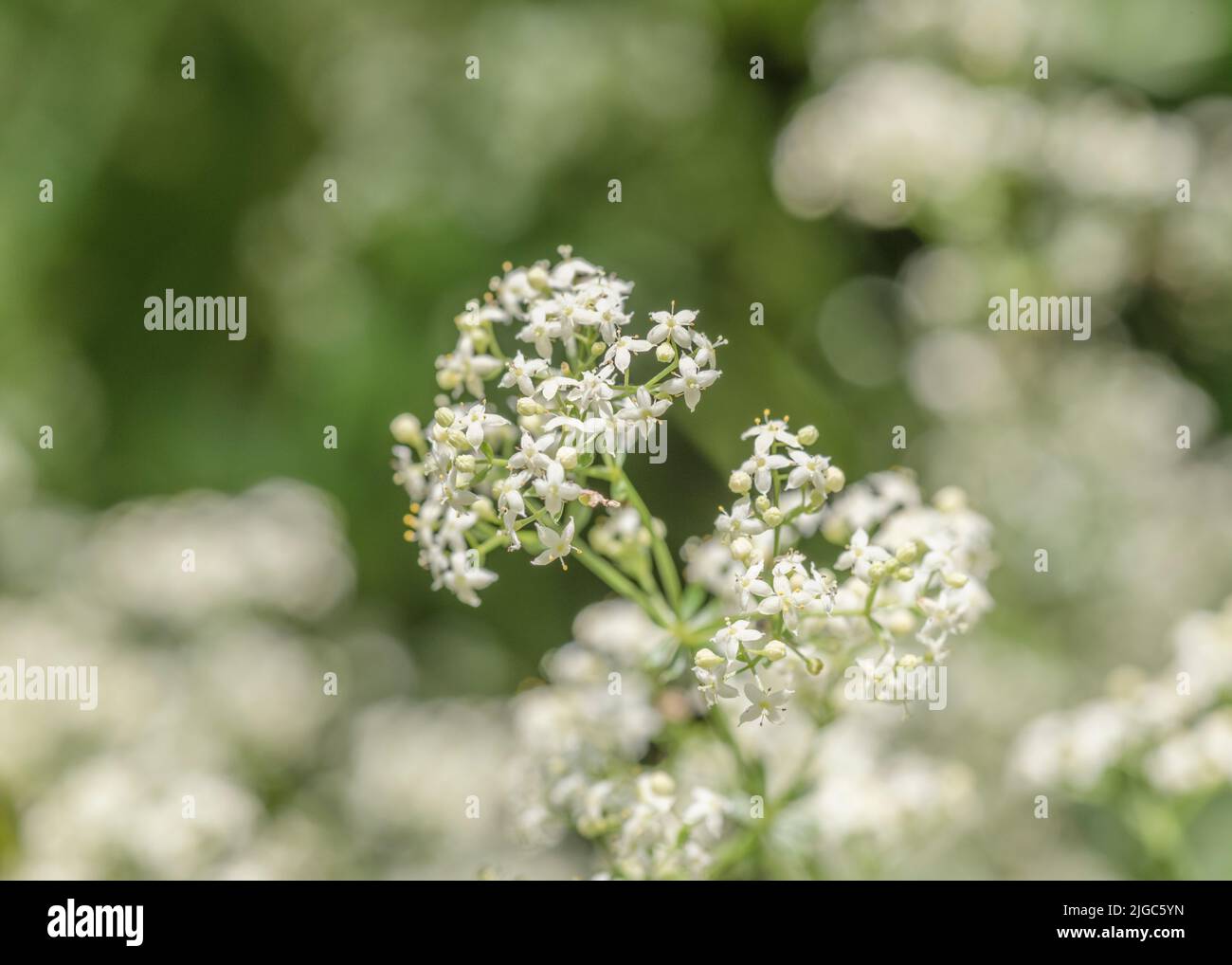 Close-up of white flowers of Hedge Bedstraw / Galium mollugo a common hedgerow medicinal plant once used in remedies. Related to Cleavers / G. aparine Stock Photo