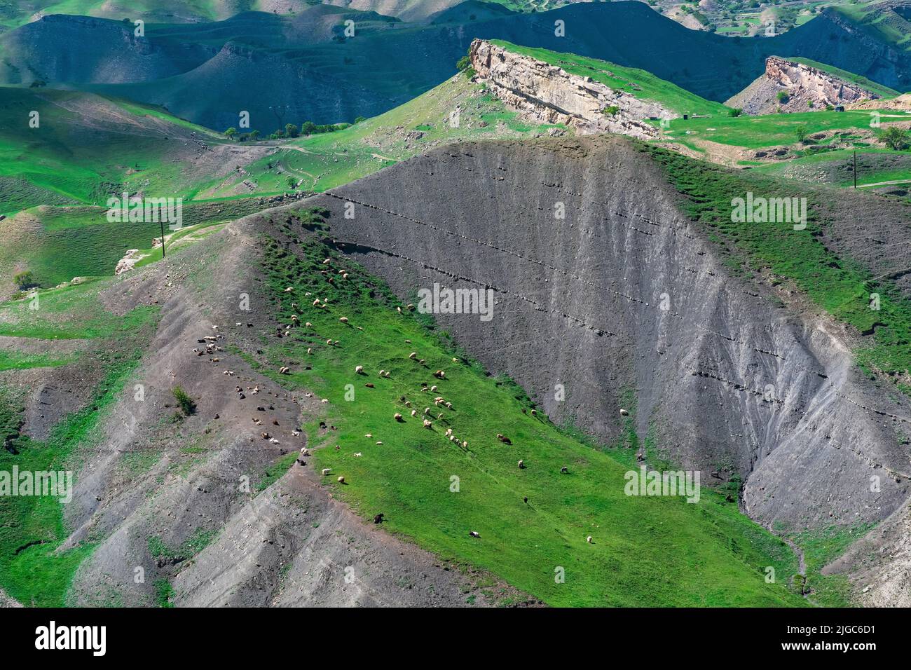 alpine pasture with a herd of sheep, aerial view Stock Photo - Alamy
