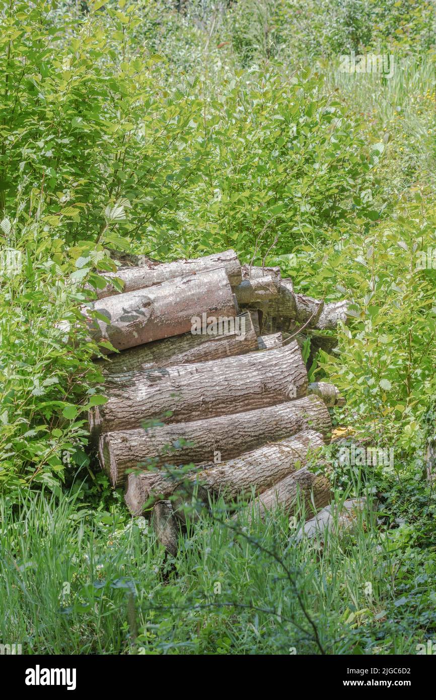 Forgotten overgrown pile of old logs in UK woodland countryside area on a sunny day. Possibly for winter fuel topic, rustic woodpile Stock Photo