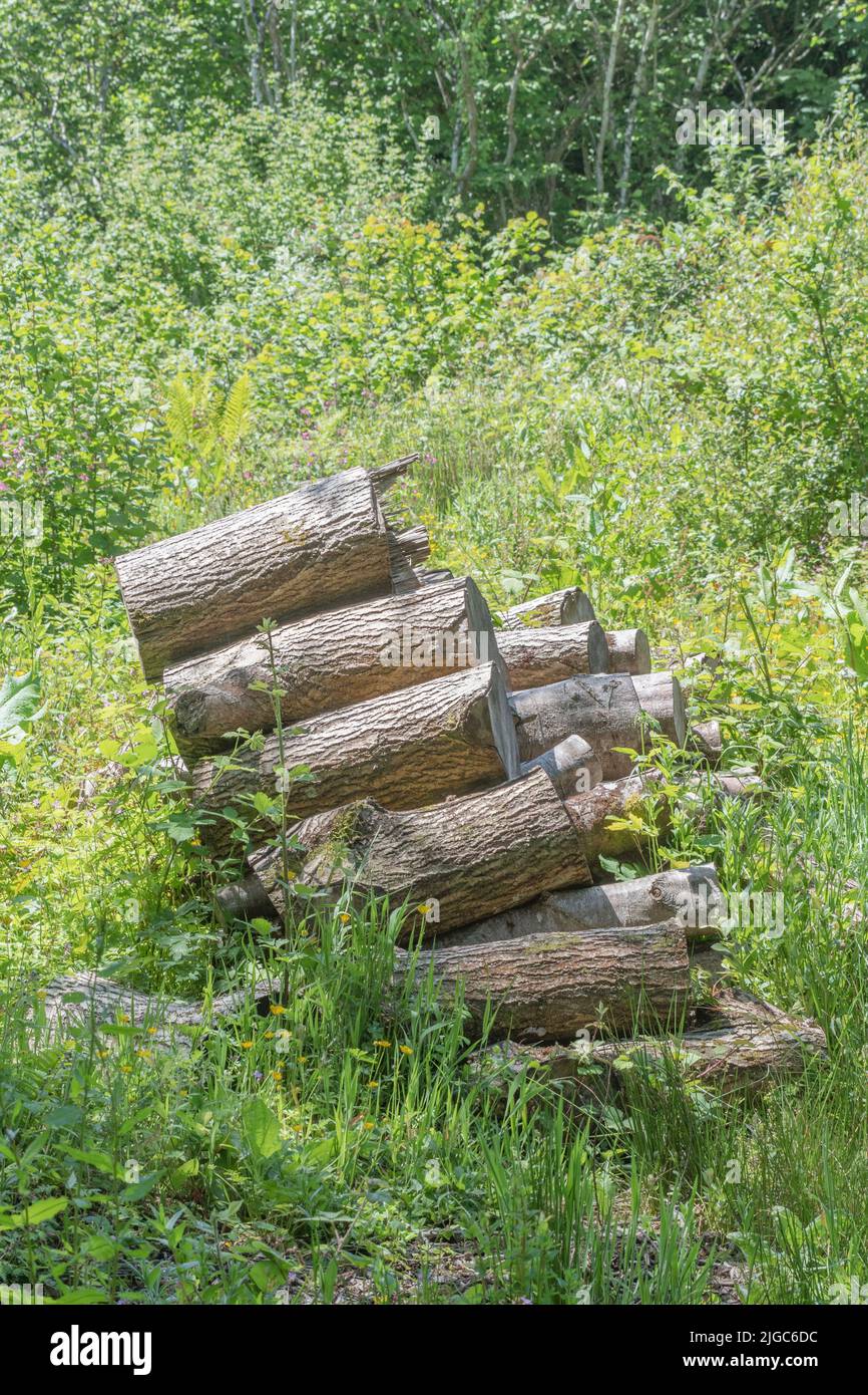 Forgotten overgrown pile of old logs in UK woodland countryside area on a sunny day. Possibly for winter fuel topic, rustic woodpile, toppling concept. Stock Photo