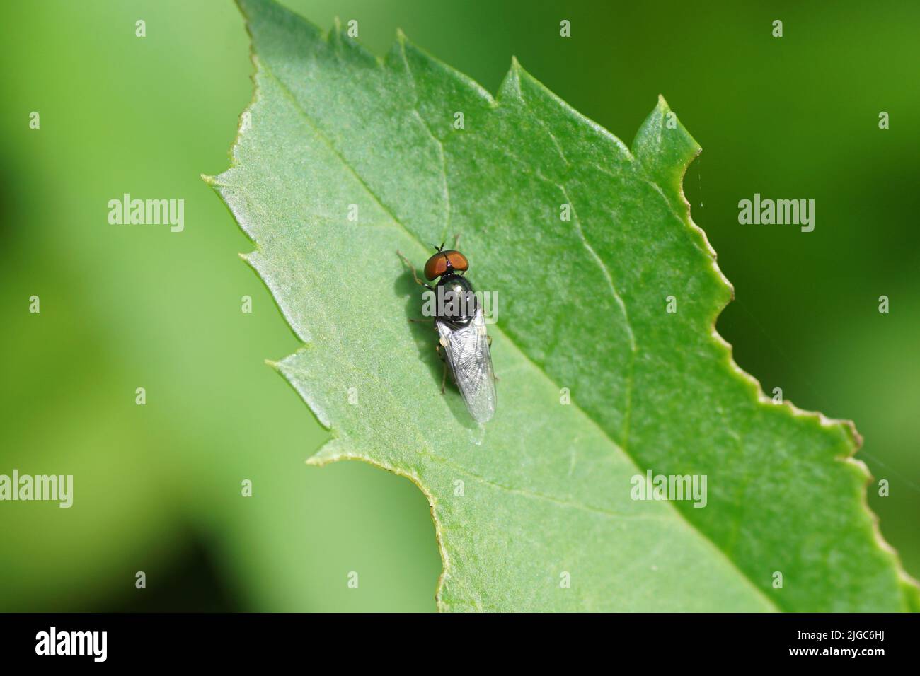 Closeup of an approximately 5mm male Black-horned gem (Microchrysa polita) on a leaf. Subfamily Sarginae. Family: Soldierflies (Stratiomyidae). Summer Stock Photo
