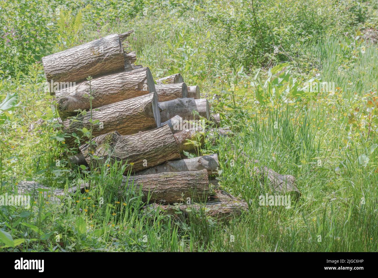 Forgotten overgrown pile of old logs in UK woodland countryside area on a sunny day. Possibly for winter fuel topic, rustic woodpile Stock Photo