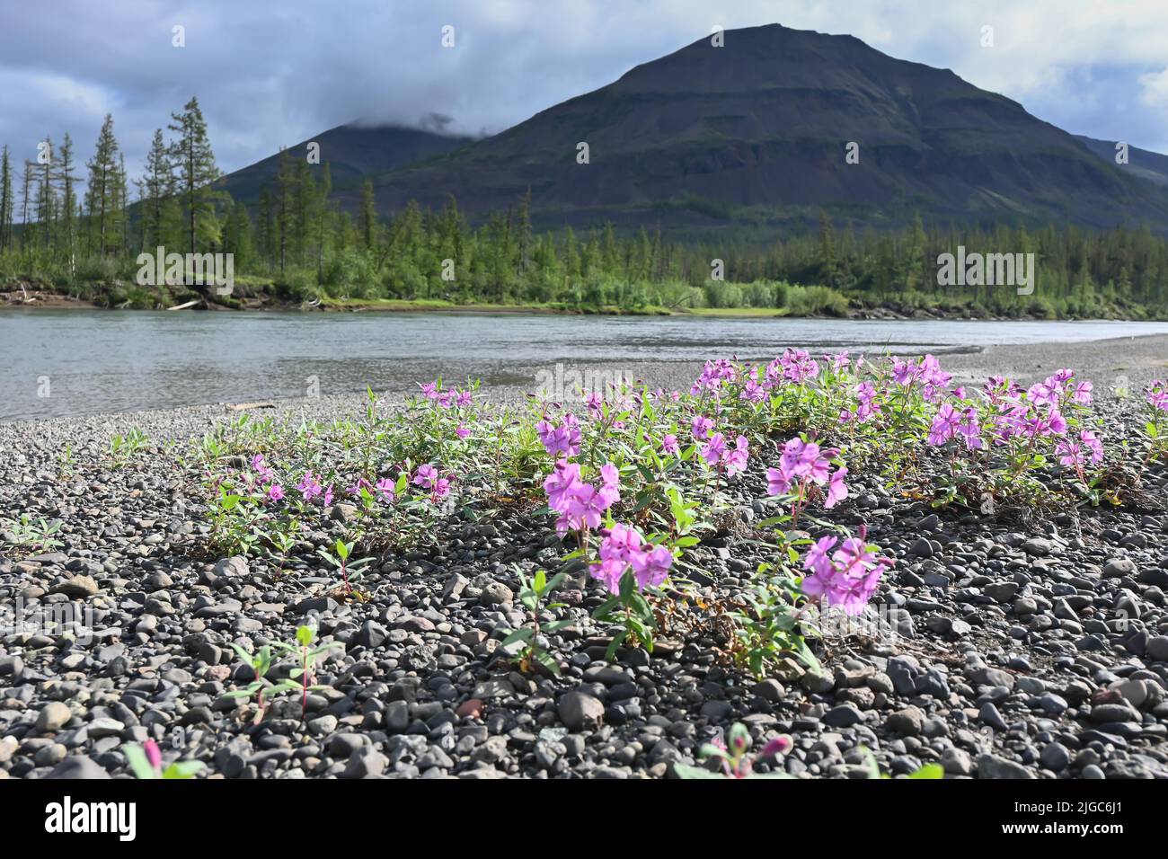 A river on the Putorana plateau. Summer water landscape in the north of Eastern Siberia. Stock Photo