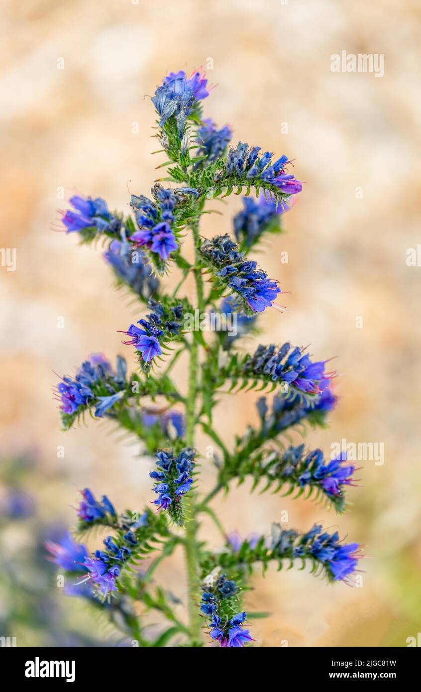 Blue and pink lower trusses of a Viper’s Bugloss (ECHIUM VULGARE) growing in the UK, Europe Stock Photo