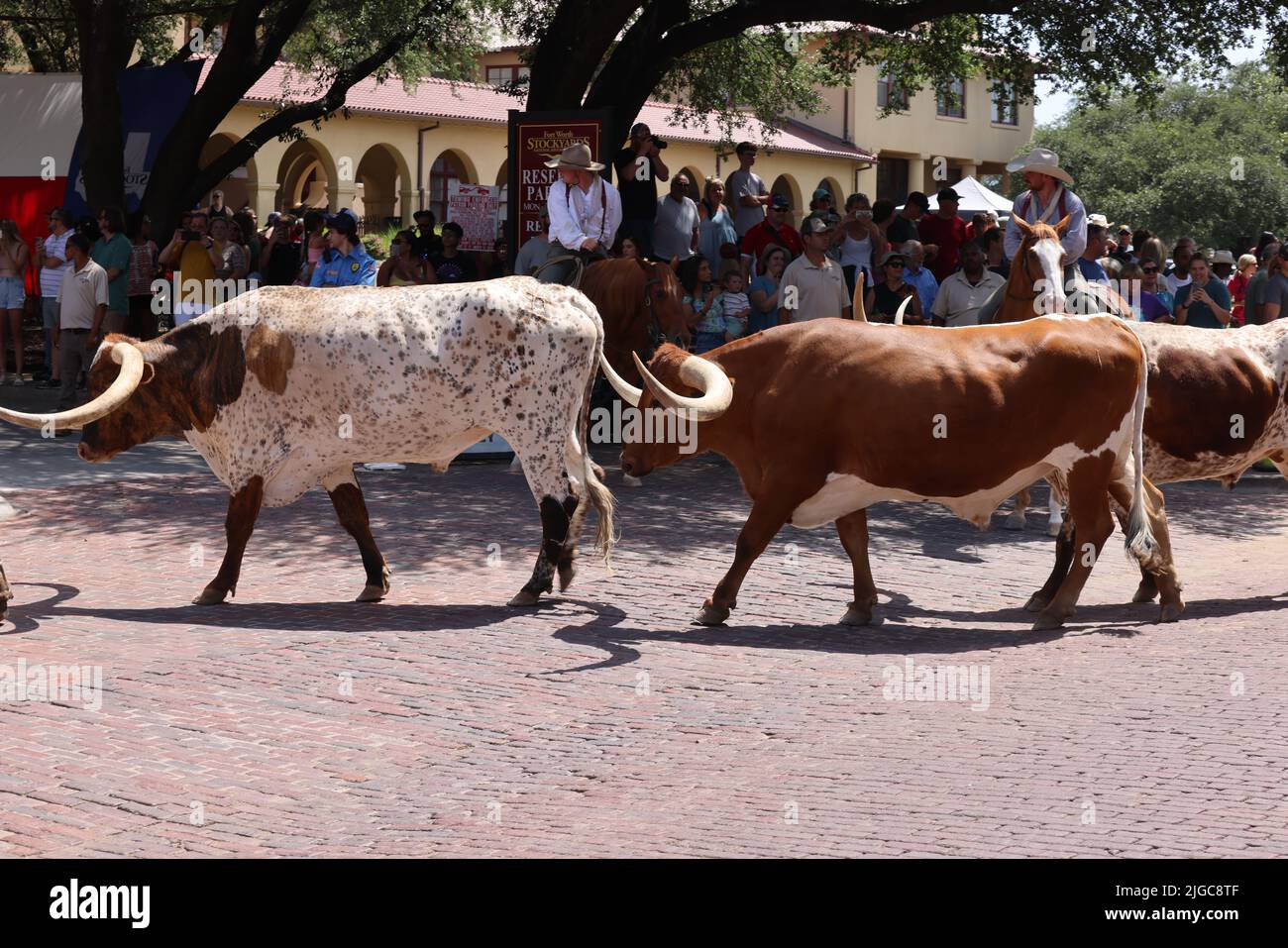Texas fort worth longhorn cattle hi-res stock photography and images ...