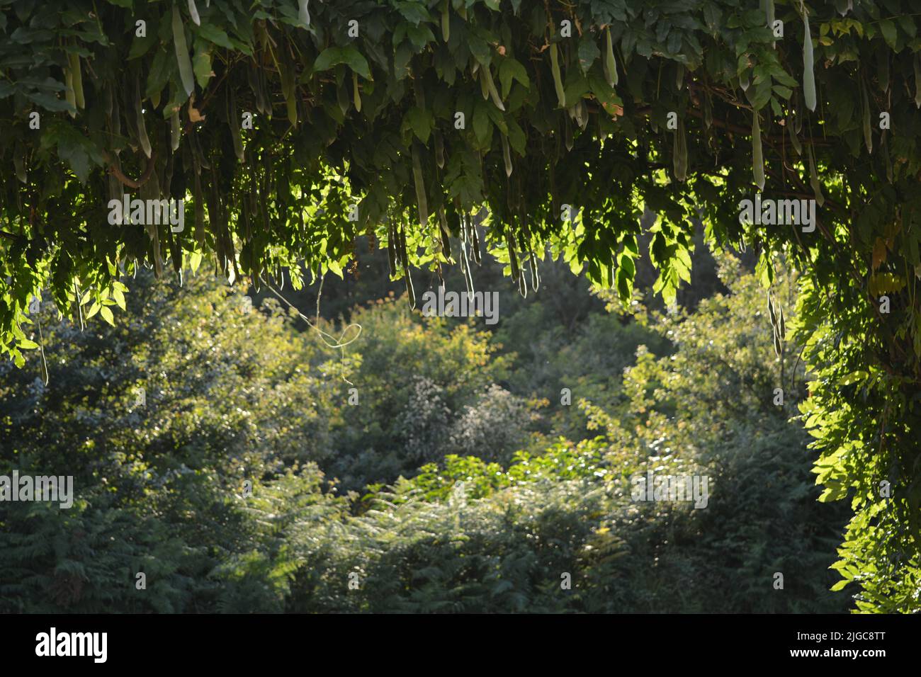 A garden with hanging Wisteria seed pods and bushes under the sunlight