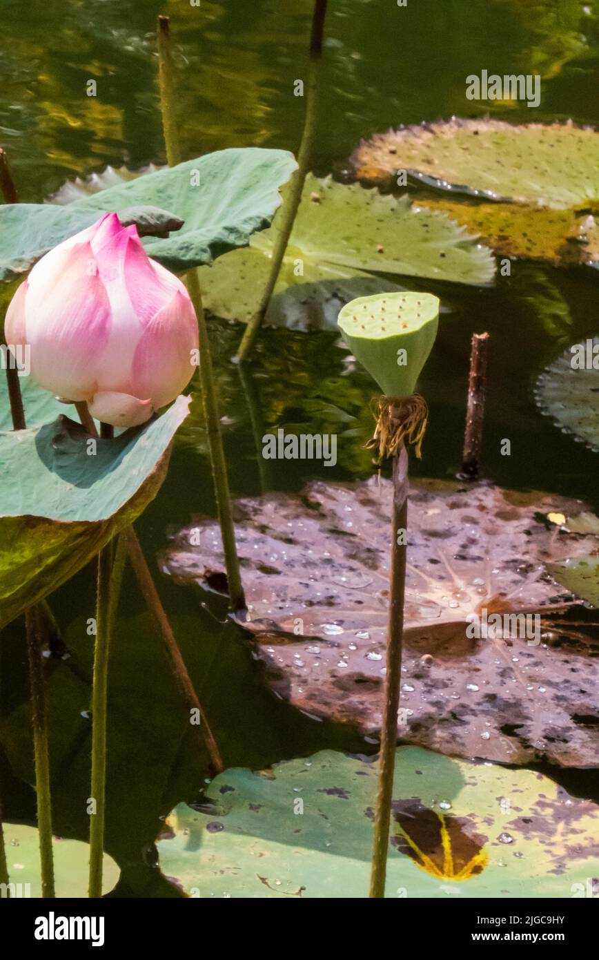 Bud of a lotus (Nelumbo nucifera) in a pool in the courtyard of the National Museum, Phnom Penh, Cambodia Stock Photo