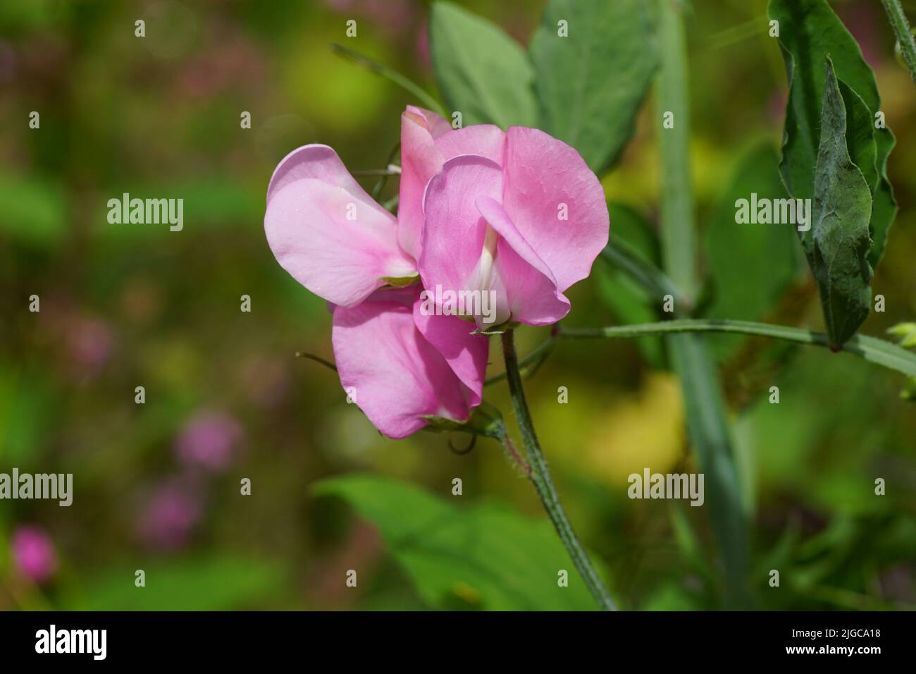 Close up pale pink flowers of everlasting pea (Lathyrus latifolius) of the pea family Fabaceae. Summer, July in a Dutch garden. Stock Photo