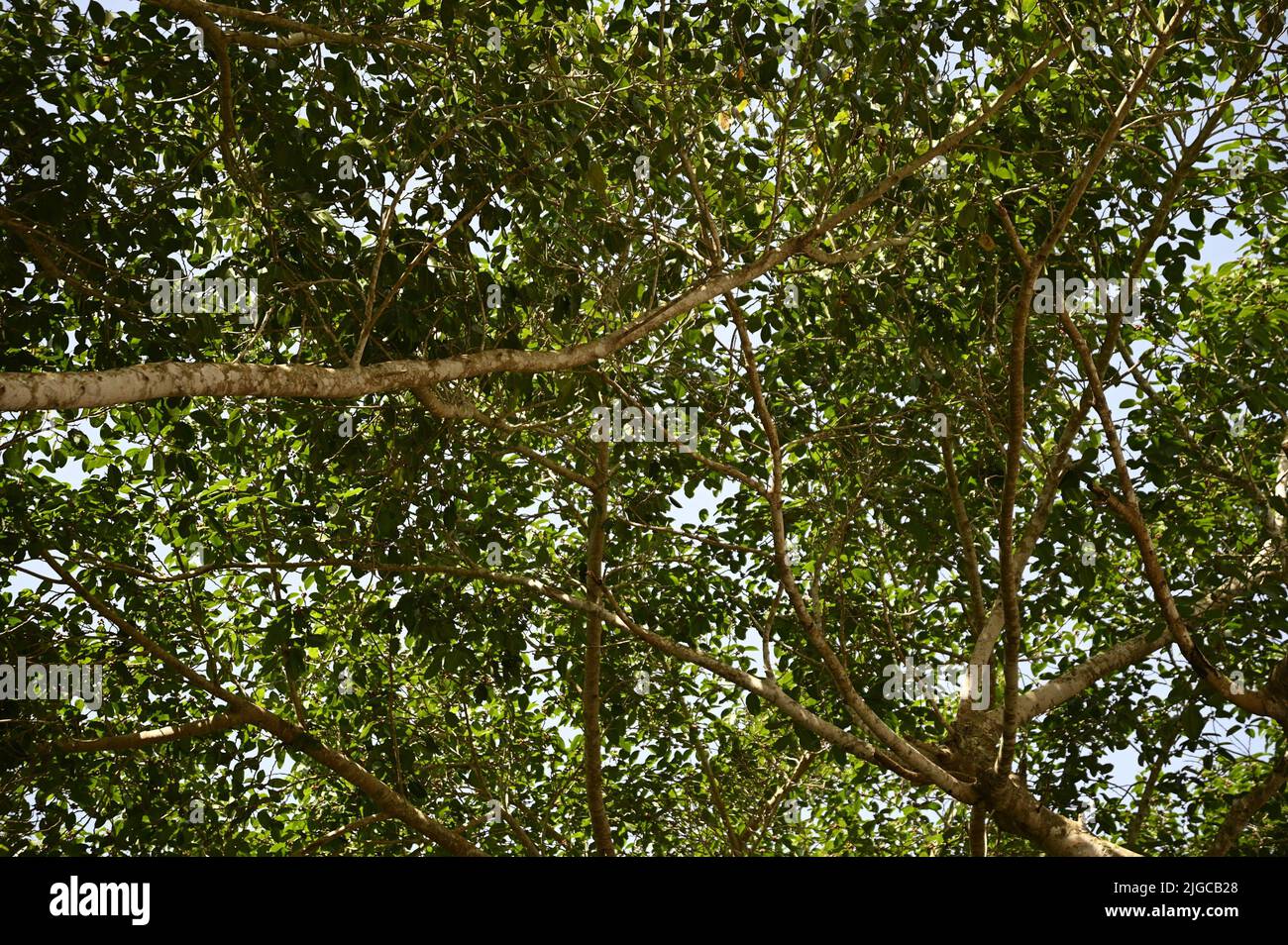 Kapok (Ceiba pentandra) the sacred tree of the Cuban flora in the ...