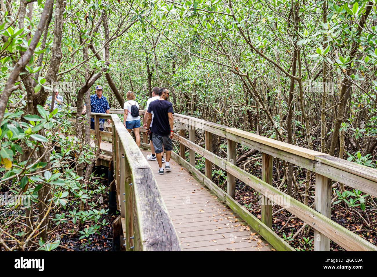 Punta Gorda Florida,Charlotte Harbor Ponce de Leon Park raised boardwalk nature trail path people exploring walking on Stock Photo