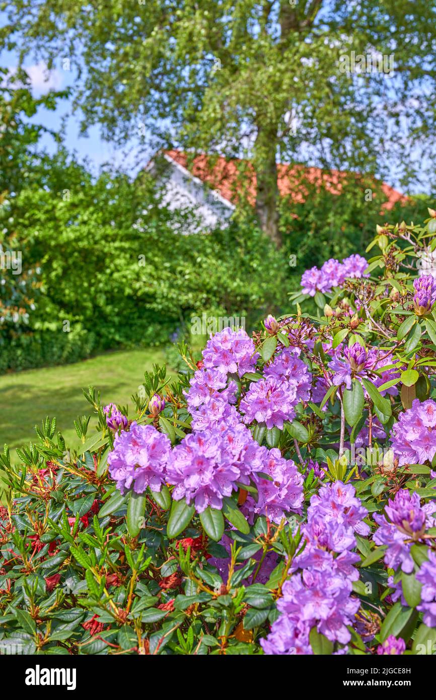 Rhododendron in my garden. A series of photos of rhododendron in garden ...