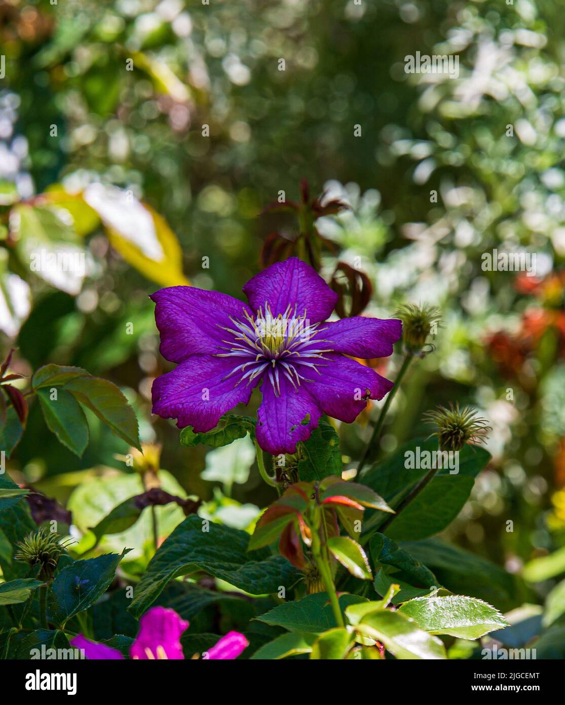 A closeup of a purple clematis flower in a garden Stock Photo