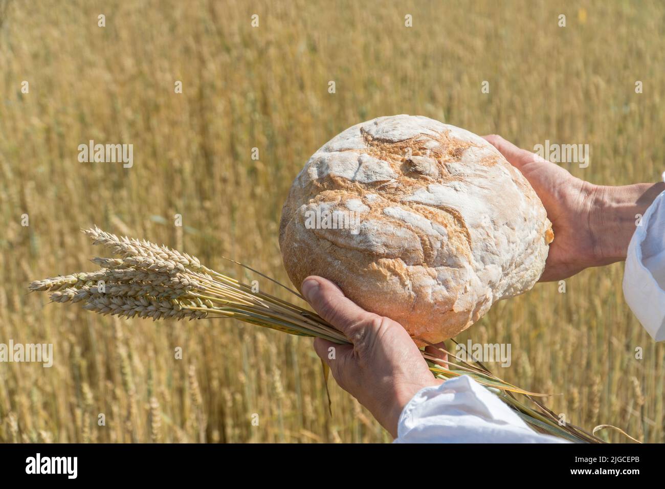 Male hands holding home baked bread loaf and ears of wheat above ripe wheat field. World food security concept. Stock Photo