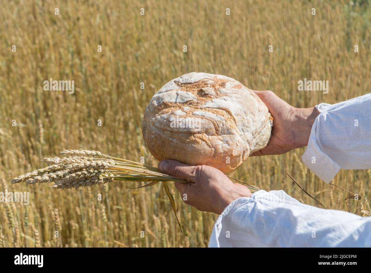 Male hands holding home baked bread loaf and ears of wheat above ripe wheat field. World food security concept. Stock Photo