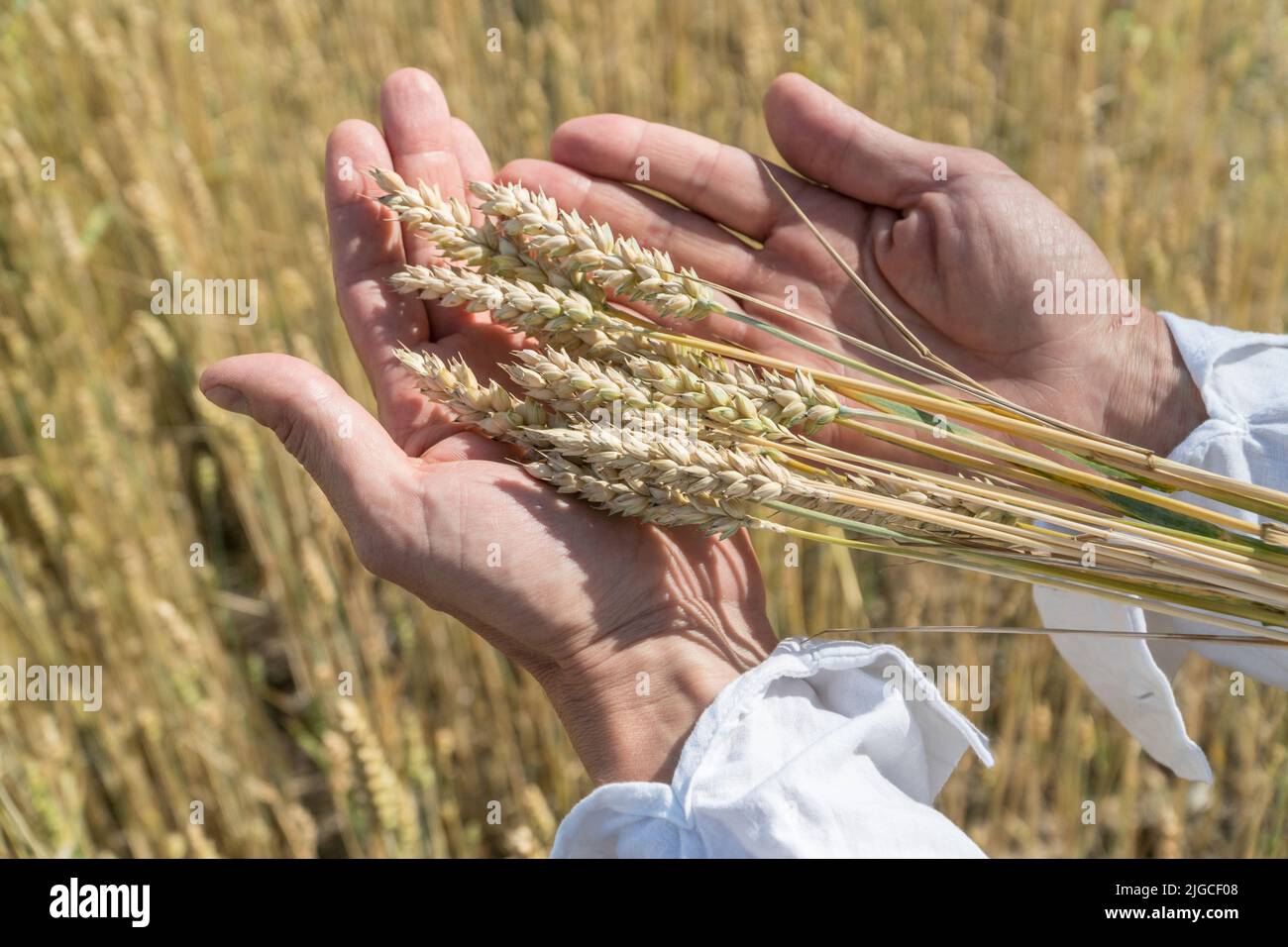 Male hands holding ears of wheat in a wheat field. World food security concept. Stock Photo