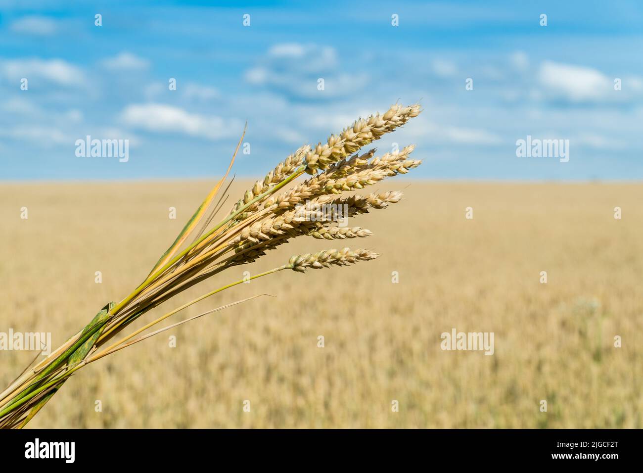 Bunch of ears of wheat in a wheat field. World food security concept. Stock Photo