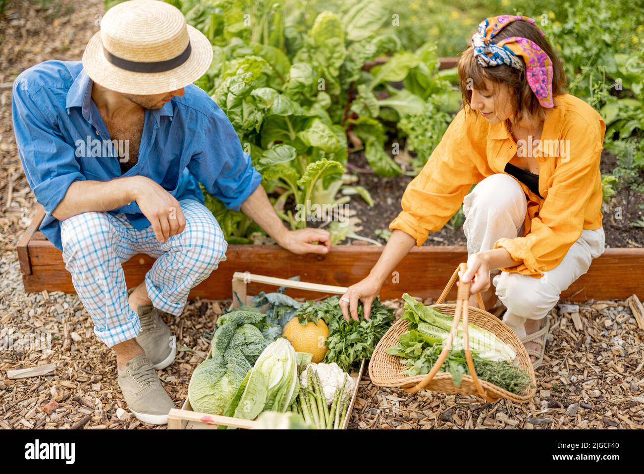 Man and woman harvesting greens at home garden Stock Photo - Alamy