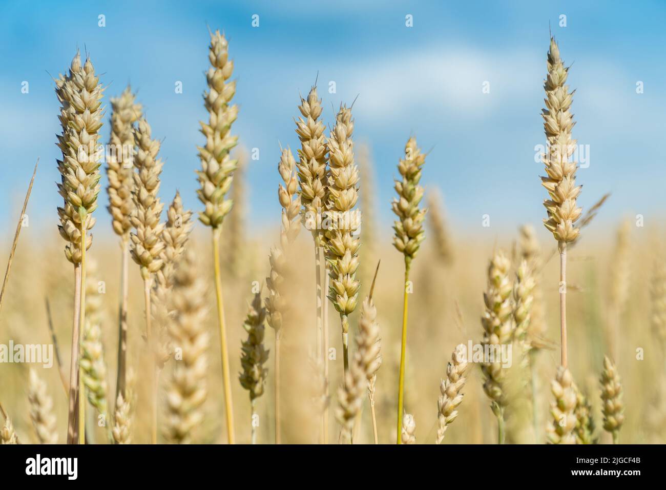 Ripe ears of wheat in a sunny summer  field. World food security concept. Stock Photo