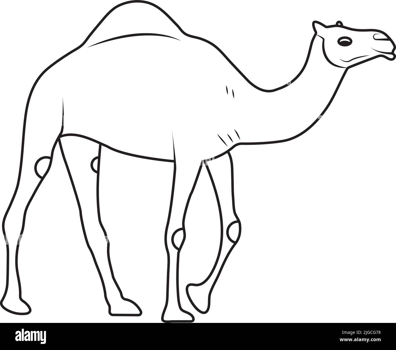 Camel vector illustration flat vintage design for web and print and print Stock Vector