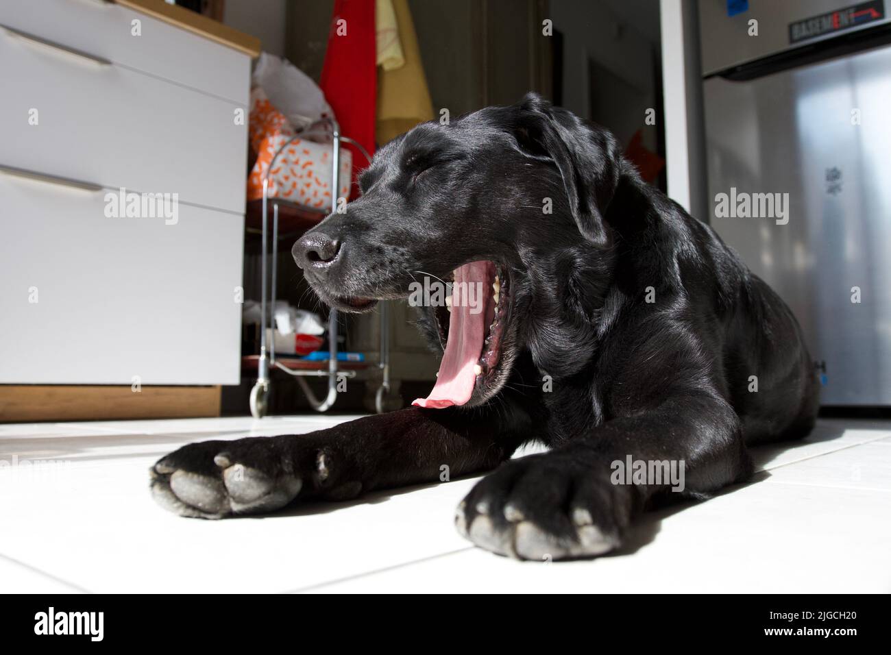 pretty black labrador dog very tired lying in a kitchen and yawning