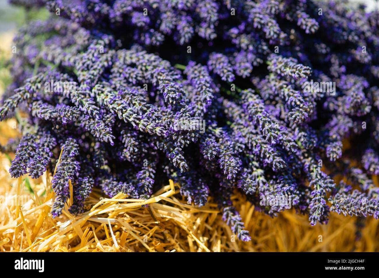 Bundles of lavender flowering stems lying in a lavender field