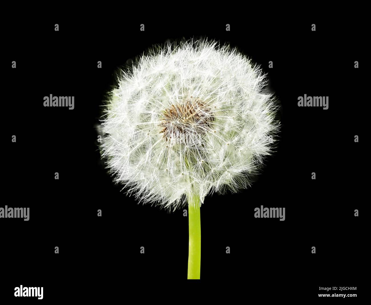 Dandelion with white floaties isolated on black background. Pappus. Seed head. High quality photo Stock Photo